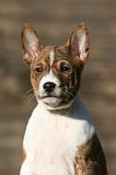 BASENJI 229